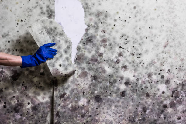 Professional Mold Remediation in Sergeant Bluff, IA
