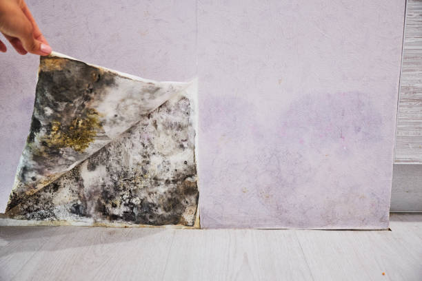 Best Localized Mold Remediation (e.g., coastal areas, humid climates) in Sergeant Bluff, IA